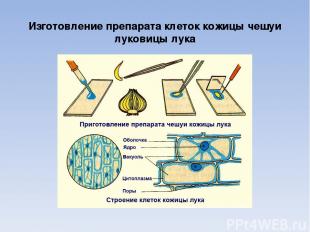 Изготовление препарата клеток кожицы чешуи луковицы лука