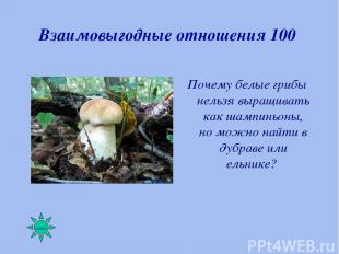 Взаимовыгодные отношения 100 Почему белые грибы нельзя выращивать как шампиньоны