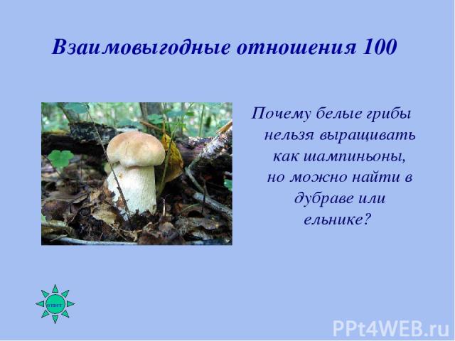 Взаимовыгодные отношения 100 Почему белые грибы нельзя выращивать как шампиньоны, но можно найти в дубраве или ельнике?