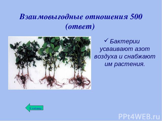 Взаимовыгодные отношения 500 (ответ) Бактерии усваивают азот воздуха и снабжают им растения.