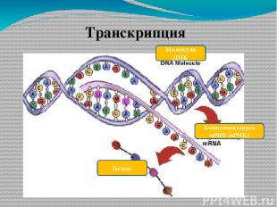 Транскрипция Молекула ДНК Комплементарная мРНК (иРНК) Белок