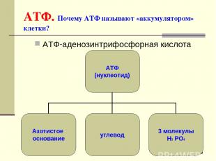 АТФ. Почему АТФ называют «аккумулятором» клетки? АТФ-аденозинтрифосфорная кислот