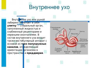 Внутреннее ухо Внутреннее ухо или ушной лабиринт включает в себя улитку — спирал