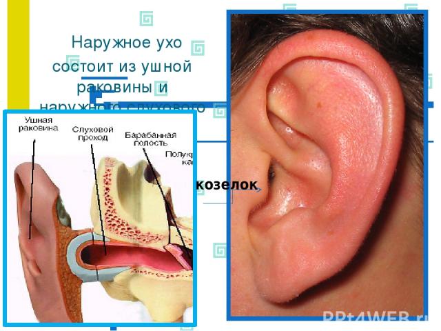 Наружное ухо состоит из ушной раковины и наружного слухового прохода козелок