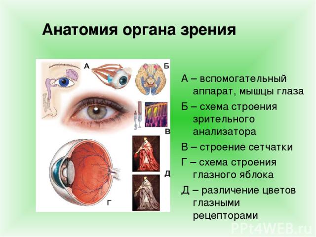 Анатомия органа зрения А – вспомогательный аппарат, мышцы глаза Б – схема строения зрительного анализатора В – строение сетчатки Г – схема строения глазного яблока Д – различение цветов глазными рецепторами