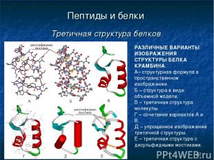 * Пептиды и белки Третичная структура белков РАЗЛИЧНЫЕ ВАРИАНТЫ ИЗОБРАЖЕНИЯ СТРУ