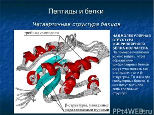* Пептиды и белки Четвертичная структура белков НАДМОЛЕКУЛЯРНАЯ СТРУКТУРА ФИБРИЛ
