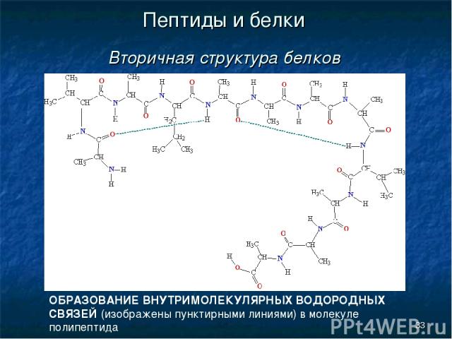 * Пептиды и белки Вторичная структура белков ОБРАЗОВАНИЕ ВНУТРИМОЛЕКУЛЯРНЫХ ВОДОРОДНЫХ СВЯЗЕЙ (изображены пунктирными линиями) в молекуле полипептида