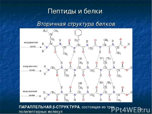 * Пептиды и белки Вторичная структура белков ПАРАЛЛЕЛЬНАЯ b-СТРУКТУРА, состоящая из трех полипептидных молекул