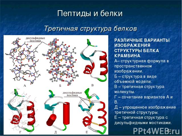 * Пептиды и белки Третичная структура белков РАЗЛИЧНЫЕ ВАРИАНТЫ ИЗОБРАЖЕНИЯ СТРУКТУРЫ БЕЛКА КРАМБИНА. А– структурная формула в пространственном изображении. Б – структура в виде объемной модели. В – третичная структура молекулы. Г – сочетание вариан…