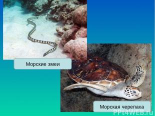 Морская черепаха Морские змеи
