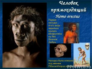 Человек прямоходящий Homo erectus Первая находка этого вида - черепная крышка, о
