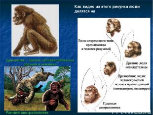 Дриопитек – предок человекообразных обезьян и человека Как видно из этого рисунк