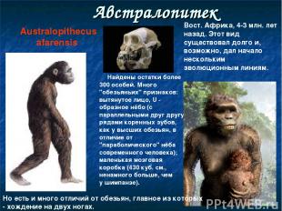 Австралопитек Australopithecus afarensis Найдены остатки более 300 особей. Много