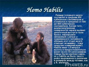 Homo Habilis Размер головного мозга составлял в среднем 650 кубических сантиметр
