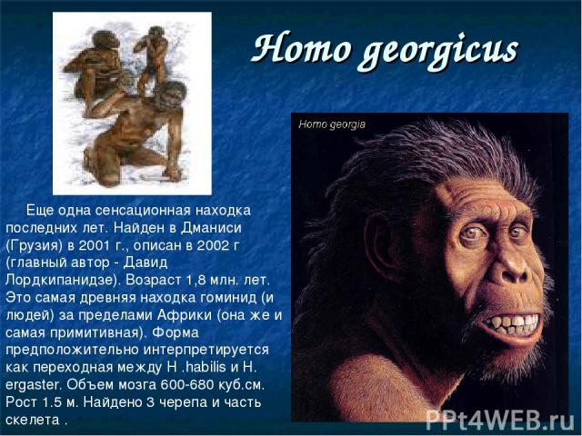 Homo georgicus Еще одна сенсационная находка последних лет. Найден в Дманиси (Грузия) в 2001 г., описан в 2002 г (главный автор - Давид Лордкипанидзе). Возраст 1,8 млн. лет. Это самая древняя находка гоминид (и людей) за пределами Африки (она же и с…