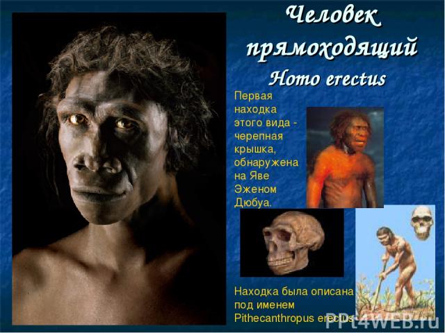 Человек прямоходящий Homo erectus Первая находка этого вида - черепная крышка, обнаружена на Яве Эженом Дюбуа. Находка была описана под именем Pithecanthropus erectus