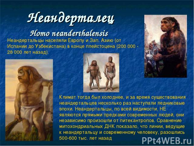 Неандерталец Нomo neanderthalensis Неандертальцы населяли Европу и Зап. Азию (от Испании до Узбекистана) в конце плейстоцена (200 000 - 28 000 лет назад). Климат тогда был холоднее, и за время существования неандертальцев несколько раз наступали лед…
