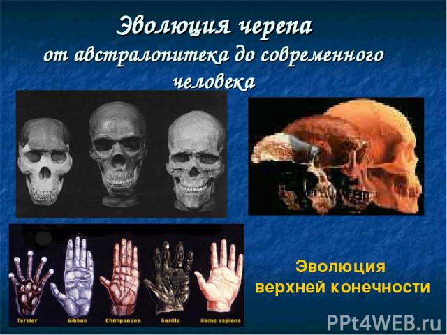 Эволюция черепа от австралопитека до современного человека Эволюция верхней конечности