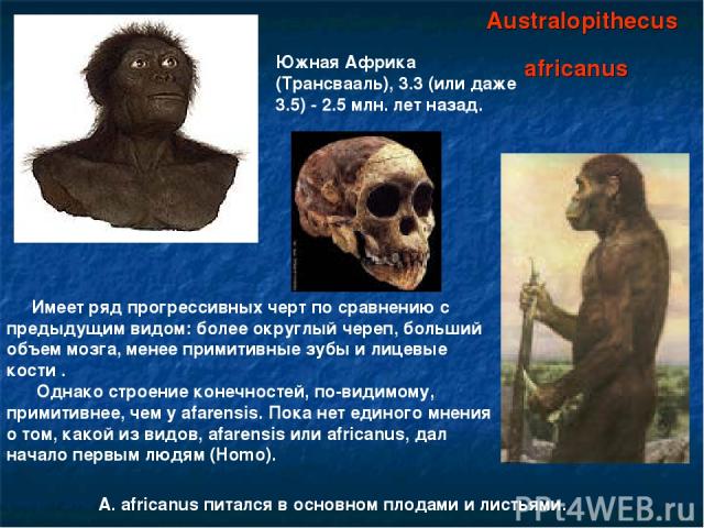 Australopithecus africanus Южная Африка (Трансвааль), 3.3 (или даже 3.5) - 2.5 млн. лет назад. Имеет ряд прогрессивных черт по сравнению с предыдущим видом: более округлый череп, больший объем мозга, менее примитивные зубы и лицевые кости . Однако с…