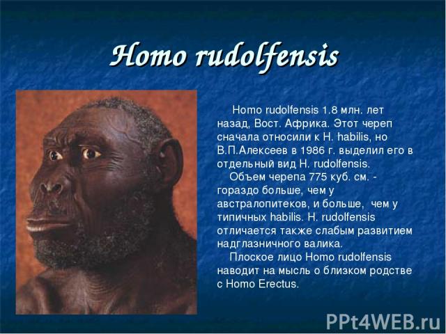 Homo rudolfensis Homo rudolfensis 1.8 млн. лет назад, Вост. Африка. Этот череп сначала относили к H. habilis, но В.П.Алексеев в 1986 г. выделил его в отдельный вид H. rudolfensis. Объем черепа 775 куб. см. - гораздо больше, чем у австралопитеков, и …