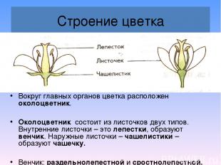 Строение цветка Вокруг главных органов цветка расположен околоцветник. Околоцвет