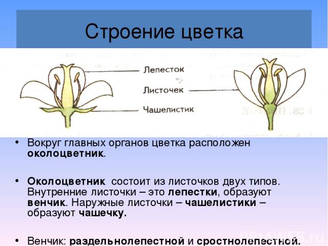 Строение цветка Вокруг главных органов цветка расположен околоцветник. Околоцветник состоит из листочков двух типов. Внутренние листочки – это лепестки, образуют венчик. Наружные листочки – чашелистики – образуют чашечку. Венчик: раздельнолепестной …