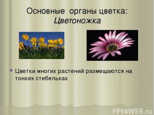 Основные органы цветка: Цветоножка Цветки многиx растений размещаются на тонкиx