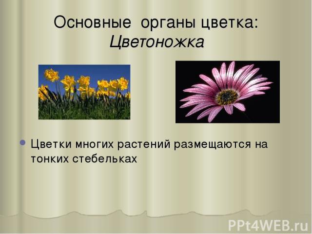 Основные органы цветка: Цветоножка Цветки многиx растений размещаются на тонкиx стебелькаx