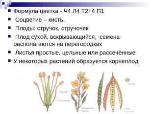 Формула цветка - Ч4 Л4 Т2+4 П1 Соцветие – кисть. Плоды: стручок, стручочек Плод