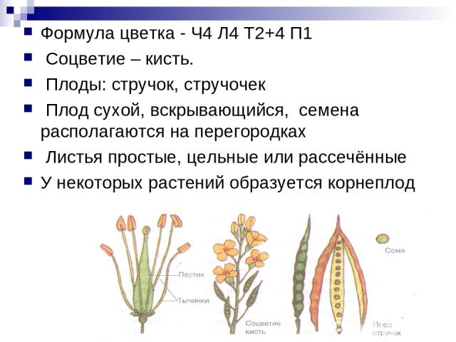 Формула цветка - Ч4 Л4 Т2+4 П1 Соцветие – кисть. Плоды: стручок, стручочек Плод сухой, вскрывающийся, семена располагаются на перегородках Листья простые, цельные или рассечённые У некоторых растений образуется корнеплод
