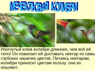Изогнутый клюв колибри длиннее, чем всё её тело! Он помогает ей доставать нектар