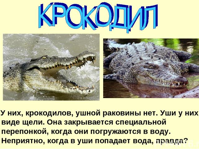 У них, крокодилов, ушной раковины нет. Уши у них в виде щели. Она закрывается специальной перепонкой, когда они погружаются в воду. Неприятно, когда в уши попадает вода, правда?