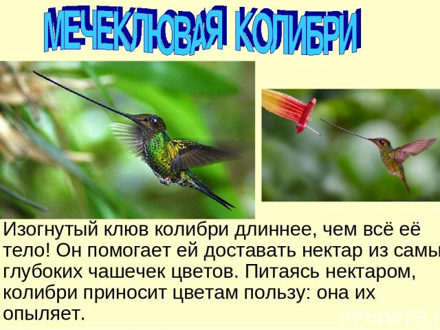 Изогнутый клюв колибри длиннее, чем всё её тело! Он помогает ей доставать нектар из самых глубоких чашечек цветов. Питаясь нектаром, колибри приносит цветам пользу: она их опыляет.
