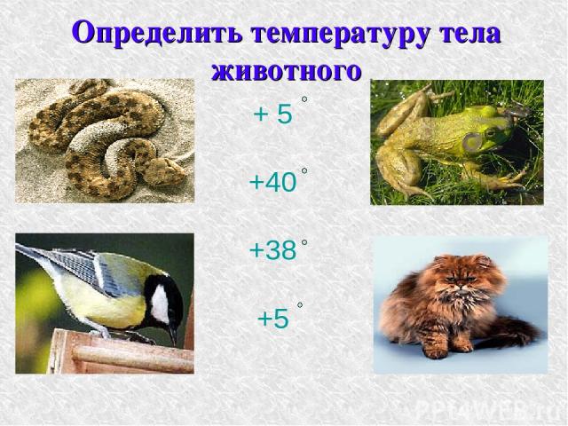 Определить температуру тела животного + 5 +40 +38 +5