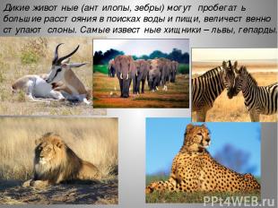 Дикие животные (антилопы, зебры) могут пробегать большие расстояния в поисках во