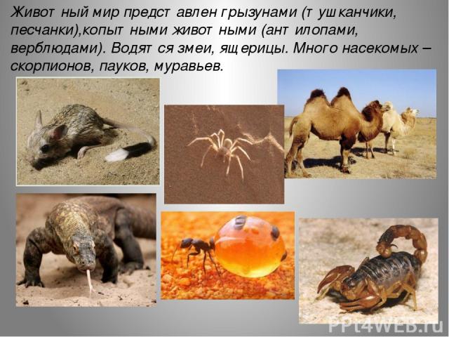 Животный мир представлен грызунами (тушканчики, песчанки),копытными животными (антилопами, верблюдами). Водятся змеи, ящерицы. Много насекомых – скорпионов, пауков, муравьев.