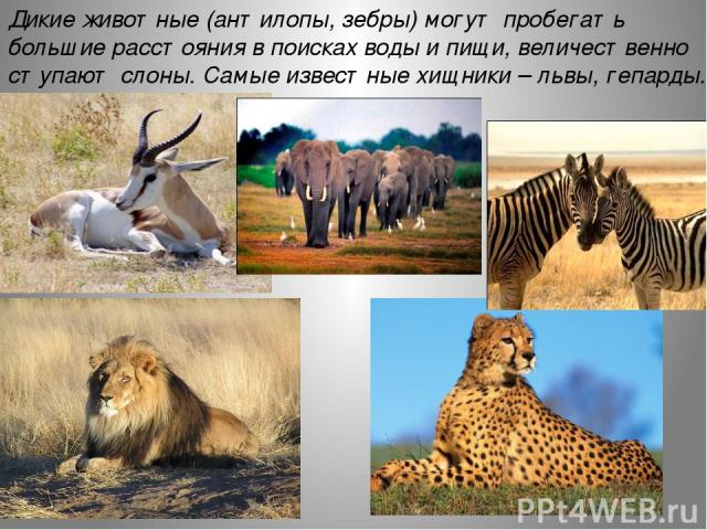 Дикие животные (антилопы, зебры) могут пробегать большие расстояния в поисках воды и пищи, величественно ступают слоны. Самые известные хищники – львы, гепарды.