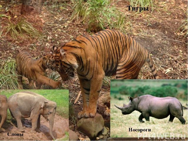 Тигры Слоны Носороги
