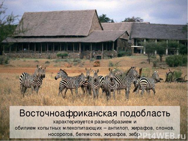 Восточноафриканская подобласть характеризуется разнообразием и обилием копытных млекопитающих – антилоп, жирафов, слонов, носорогов, бегемотов, жирафов, зебр.