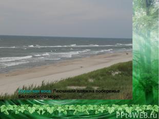 Куршская коса Песчаный пляж на побережье Балтийского моря.