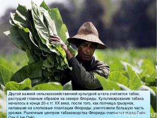 Другой важной сельскохозяйственной культурой штата считается табак, растущий гла