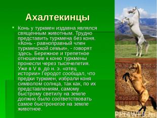 Ахалтекинцы Конь у туркмен издавна являлся священным животным. Трудно представит