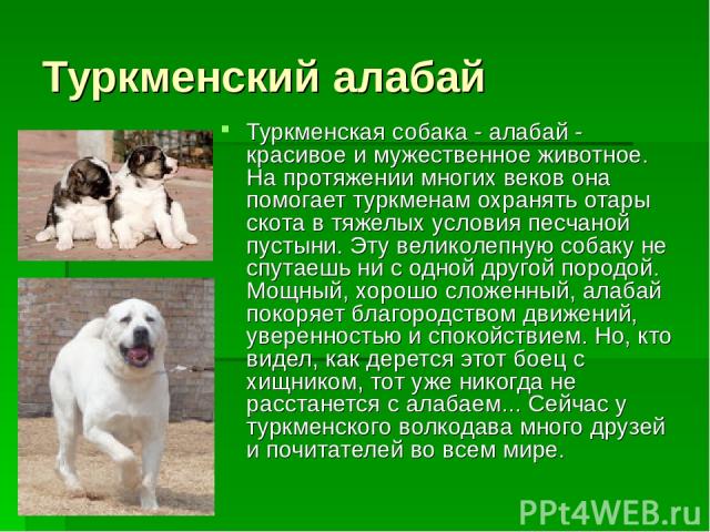 Туркменский алабай Туркменская собака - алабай - красивое и мужественное животное. На протяжении многих веков она помогает туркменам охранять отары скота в тяжелых условия песчаной пустыни. Эту великолепную собаку не спутаешь ни с одной другой пород…