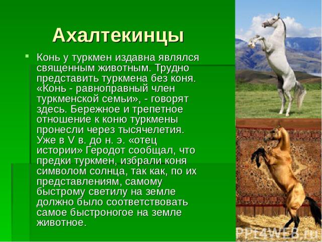Ахалтекинцы Конь у туркмен издавна являлся священным животным. Трудно представить туркмена без коня. «Конь - равноправный член туркменской семьи», - говорят здесь. Бережное и трепетное отношение к коню туркмены пронесли через тысячелетия. Уже в V в.…
