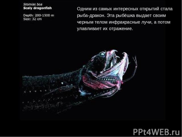 Одним из самых интересных открытий стала рыба-дракон. Эта рыбёшка выдает своим черным телом инфракрасные лучи, а потом улавливает их отражение.