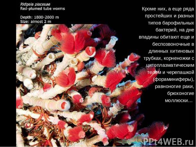 Кроме них, а еще ряда простейших и разных типов барофильных бактерий, на дне впадины обитают еще и беспозвоночные в длинных хитиновых трубках, корненожки с цитоплазматическим телом и черепашкой (фораминиферы), равноногие раки, брюхоногие моллюски…