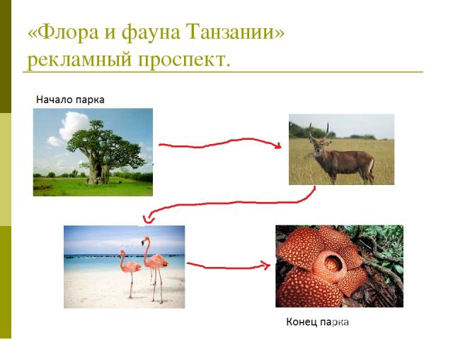 «Флора и фауна Танзании» рекламный проспект.