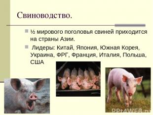 Свиноводство. ½ мирового поголовья свиней приходится на страны Азии. Лидеры: Кит