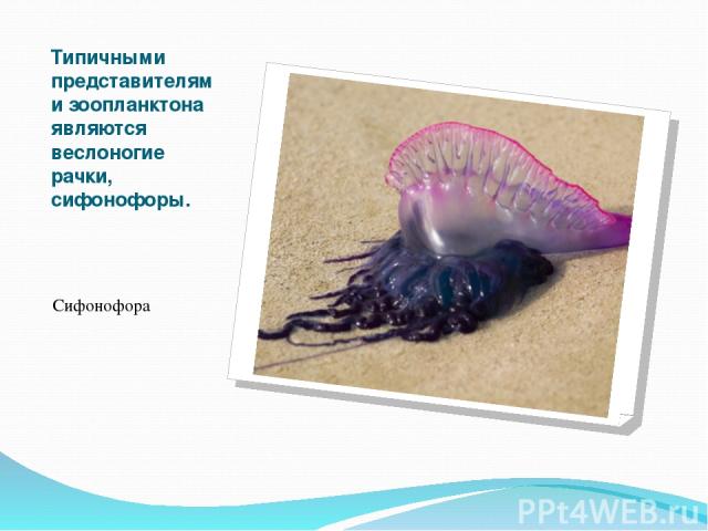 Типичными представителями зоопланктона являются веслоногие рачки, сифонофоры. Сифонофора